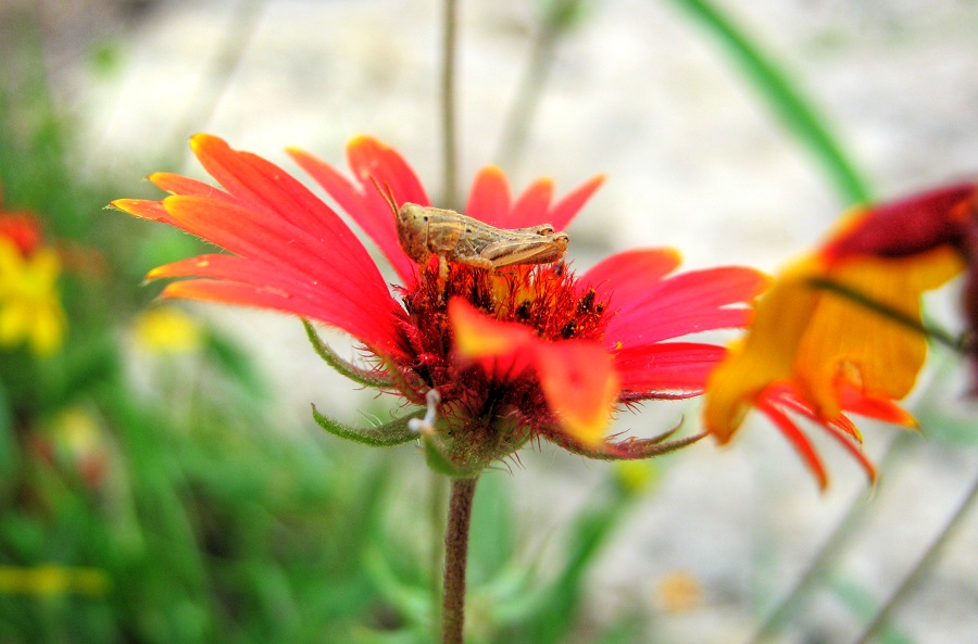 a flower with a grasshopper